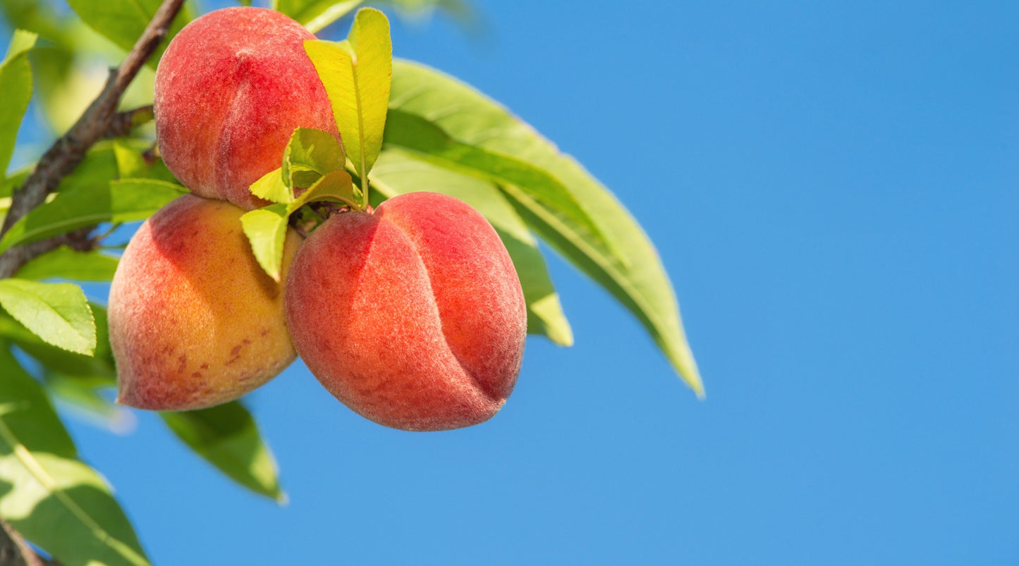 Vitamin C: The Ultimate Anti-Aging Antioxidant
