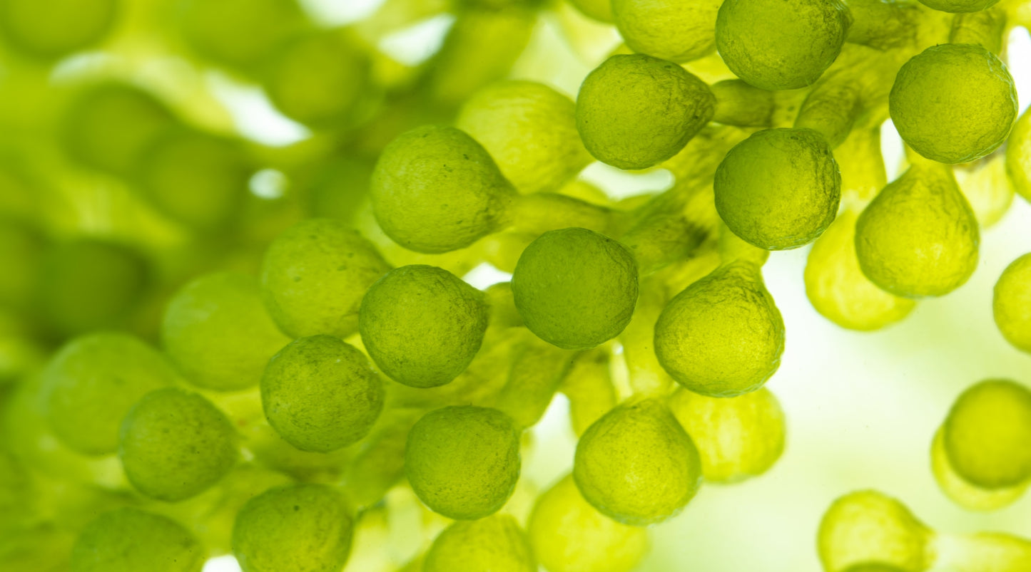 Green sea algae close up