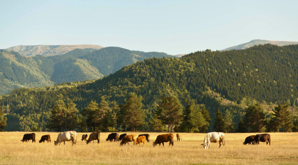 From the Rugged West to Southern Fairways: How My Roots Shaped Magnolia League